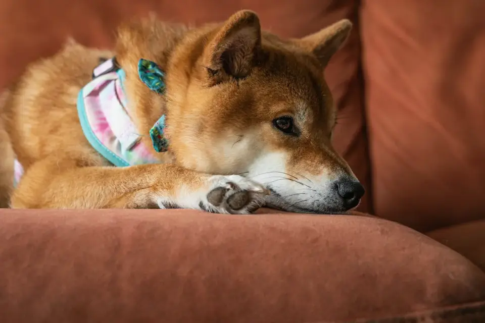 Dog resting beside an owner