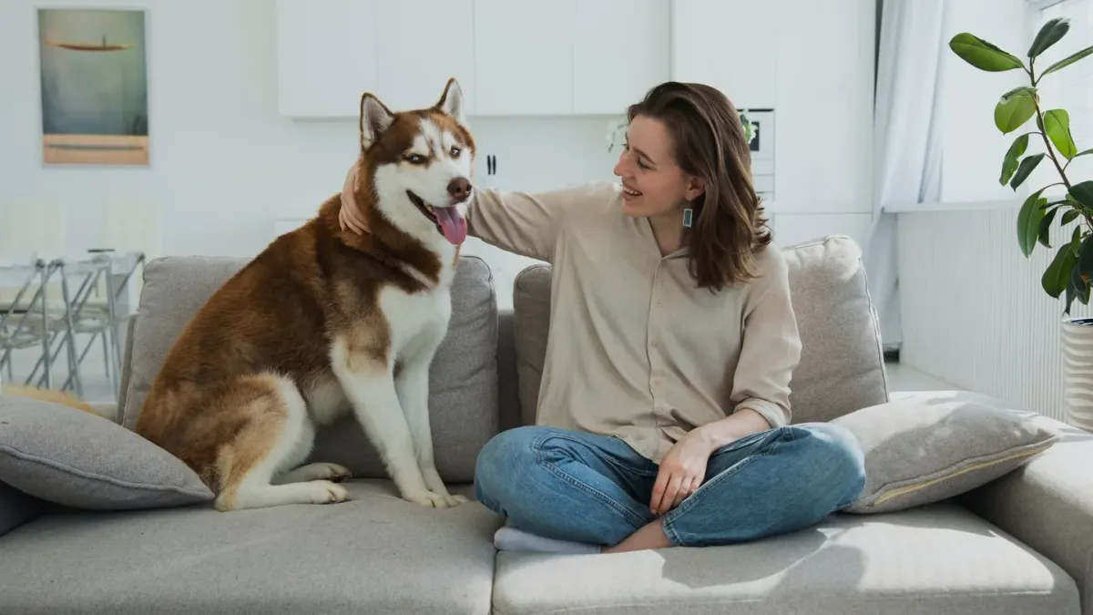 Dog resting beside an owner
