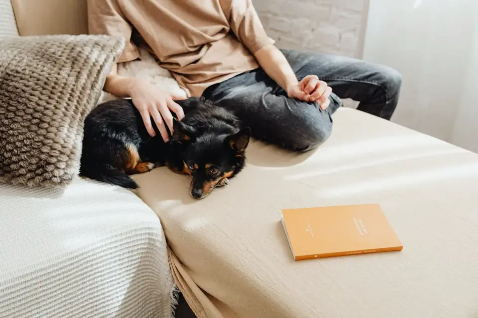 Dog resting beside an owner