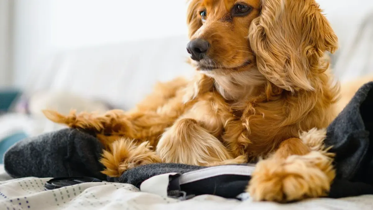 Dog resting beside an owner