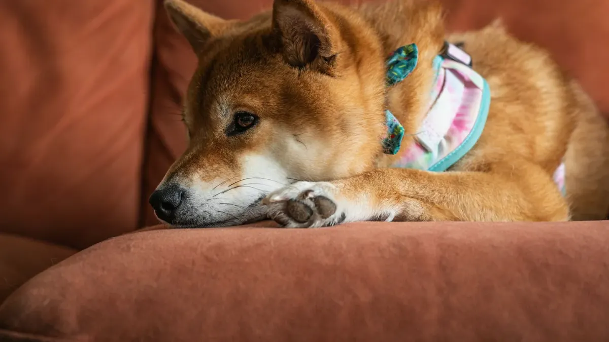 Dog resting beside an owner