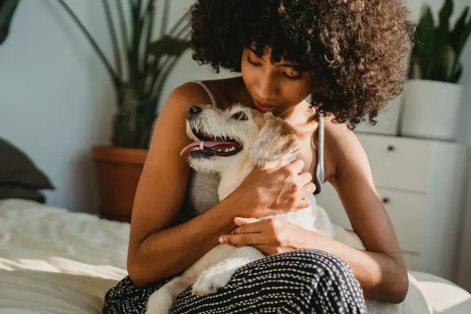 Dog resting beside an owner