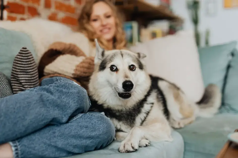 Dog resting beside an owner