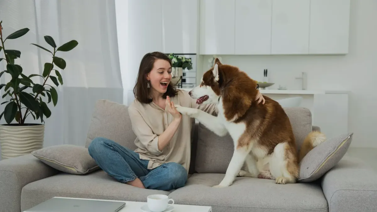 Dog resting beside an owner