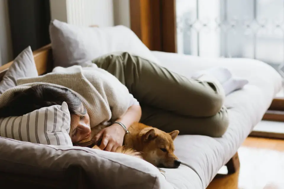 Dog resting beside an owner