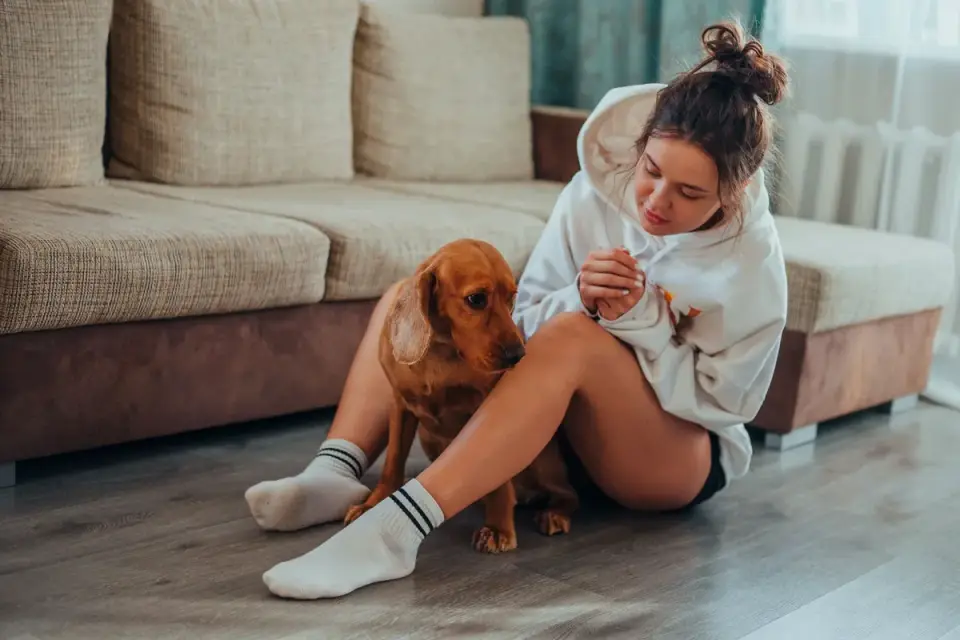 Dog resting beside an owner