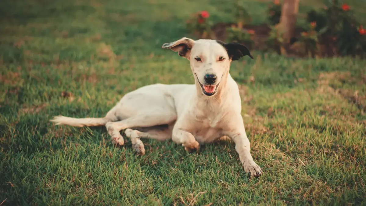 Dog resting on grass beside a water bowl with a slightly hunched posture