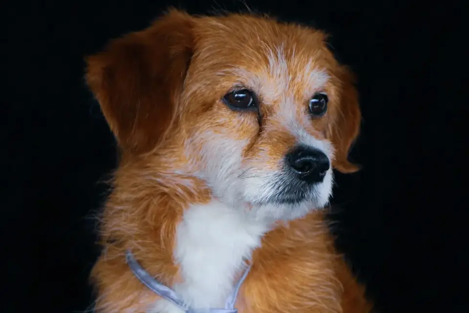 Dog standing indoors
