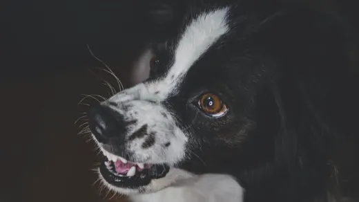 Dog standing indoors