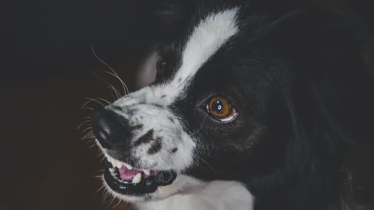 Dog standing indoors