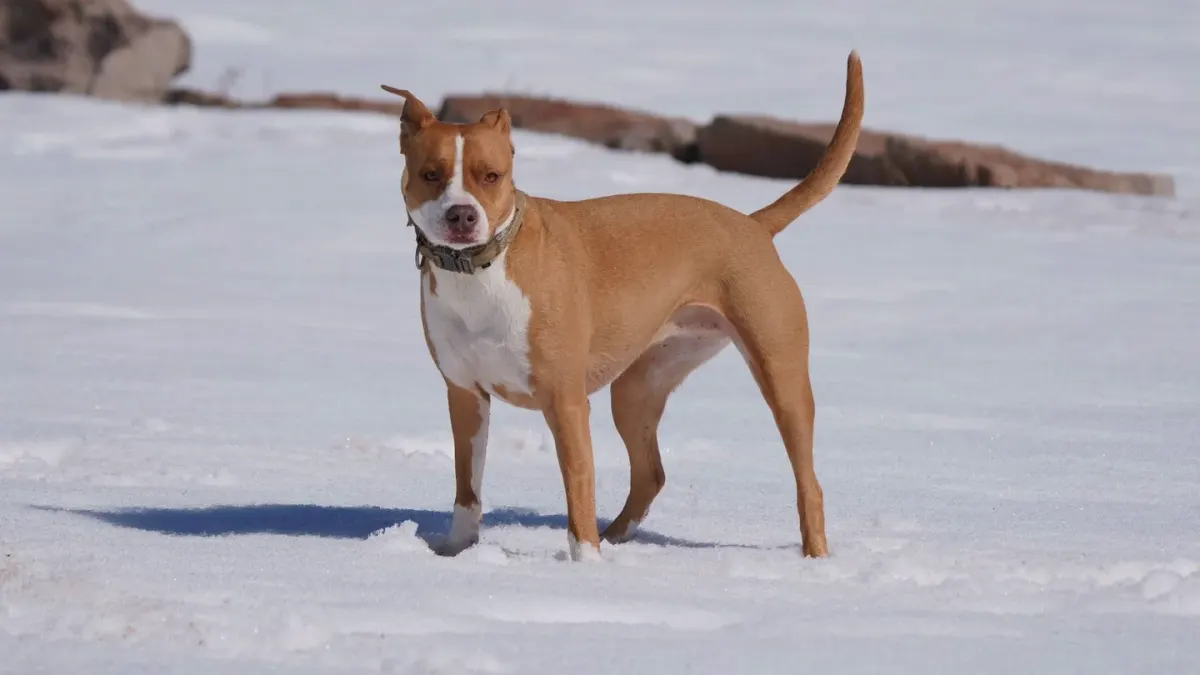 Dog standing indoors