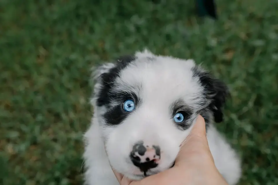 Dog taking a soft chew treat from an owner&#x27;s open palm