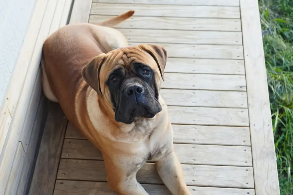 Dog waiting beside a bowl