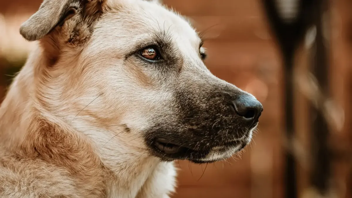 Dog waiting beside a bowl
