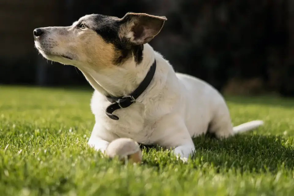 Dog waiting beside a bowl