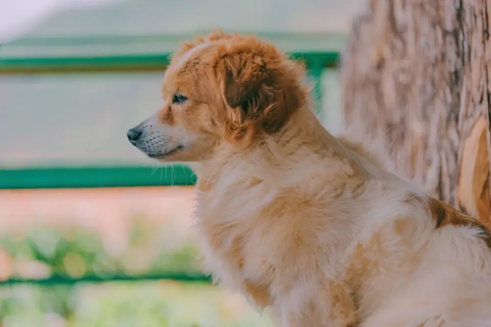 Dog waiting beside a bowl