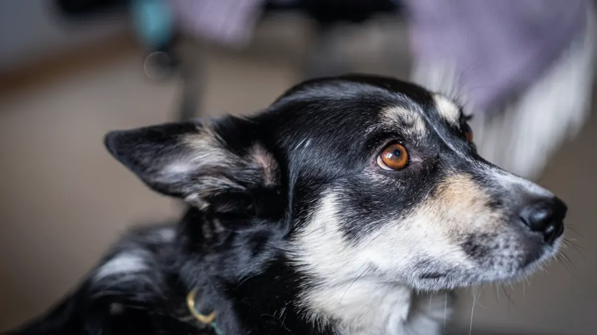 Dog waiting beside a bowl