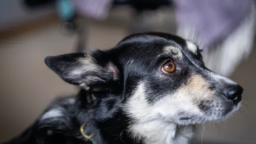 Dog waiting beside a bowl