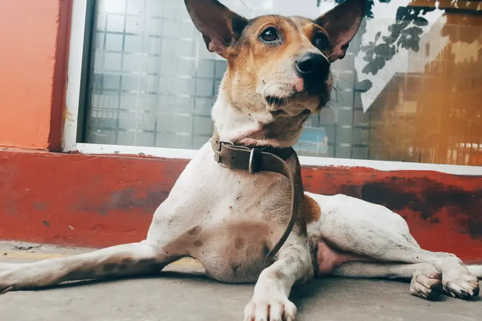 Dog waiting beside a bowl