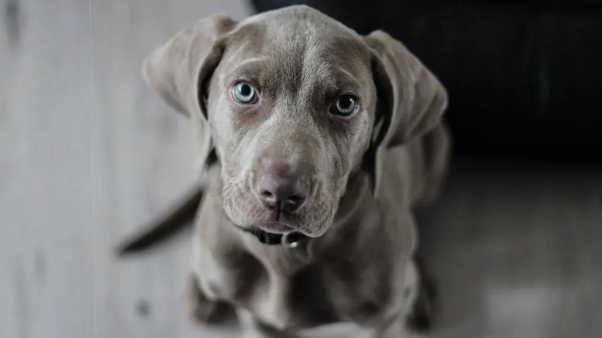 Dog waiting beside a bowl