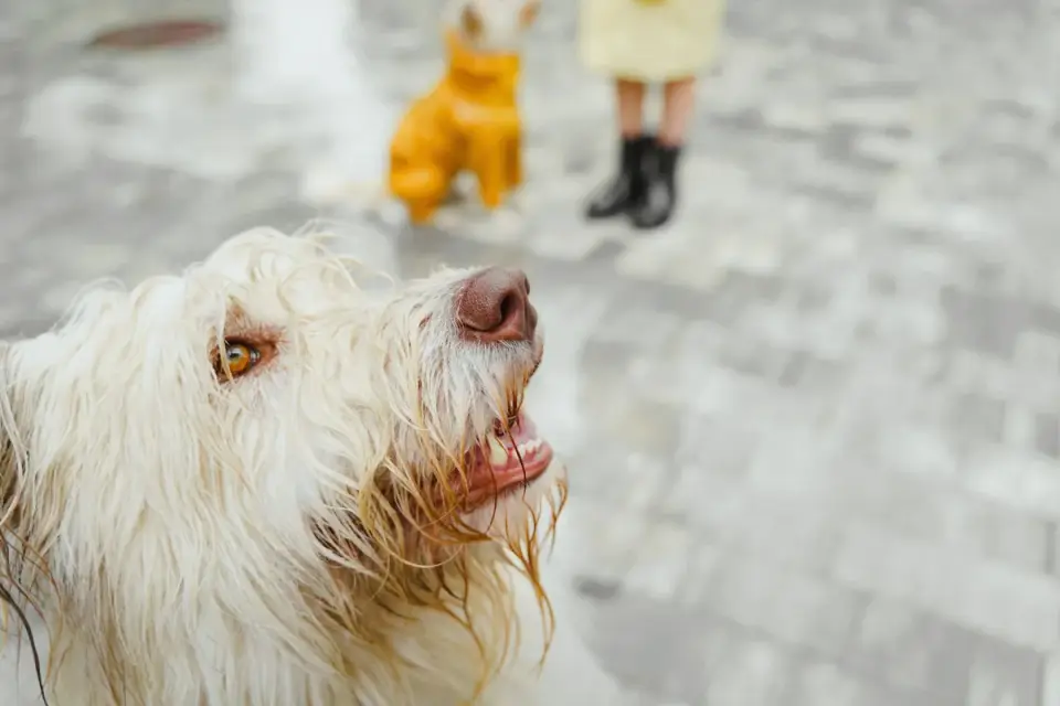 Dog waiting beside a bowl