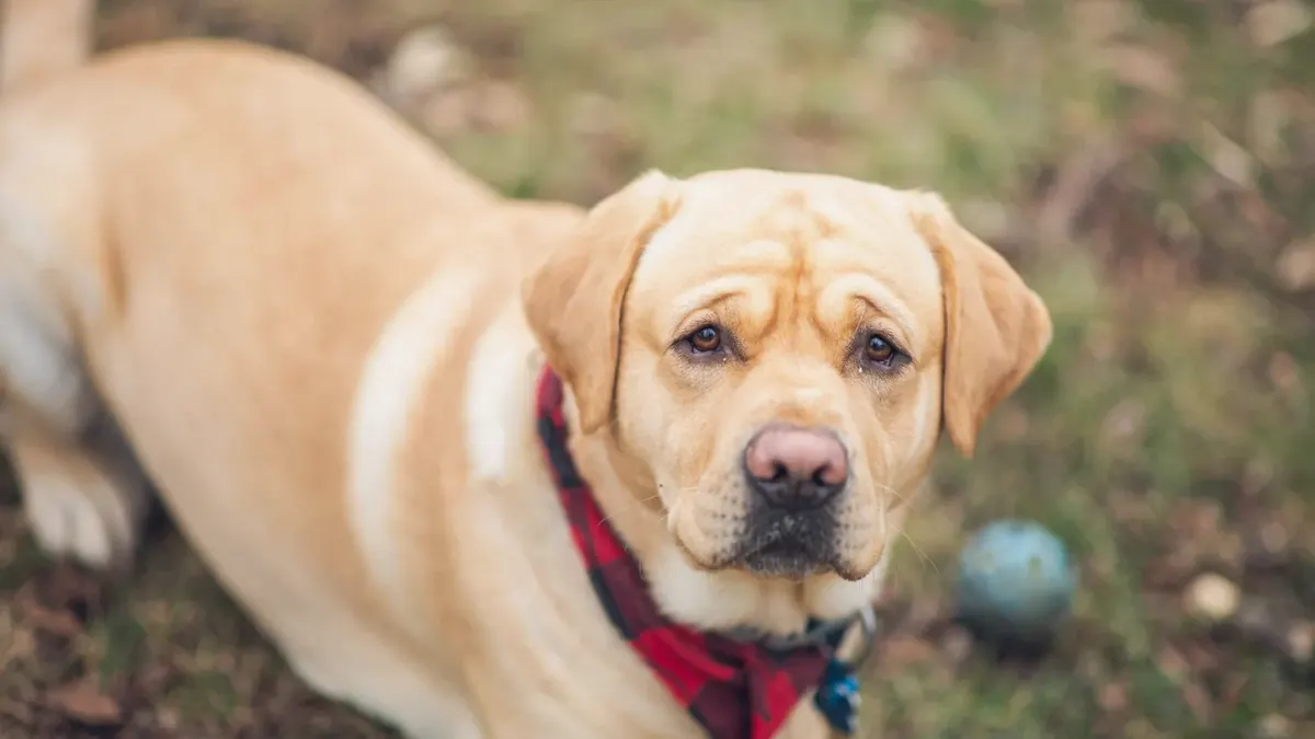 Dog waiting beside a bowl