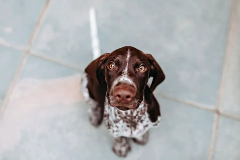 Dog waiting beside a bowl
