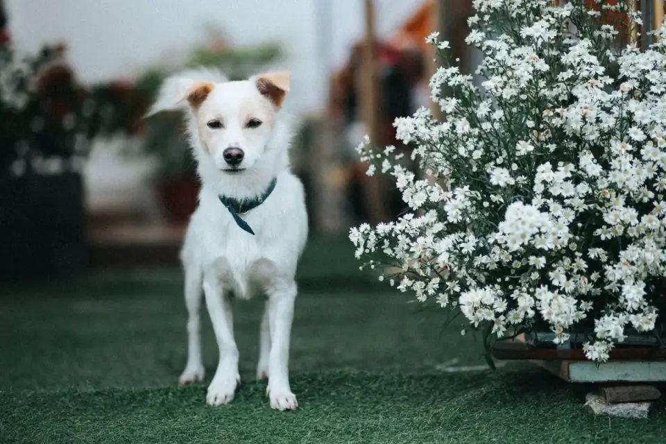 Dog waiting beside a bowl
