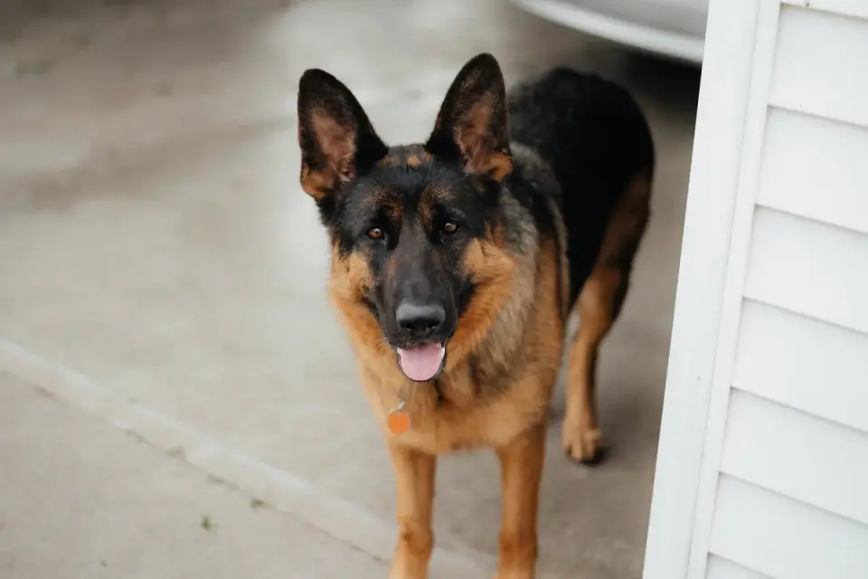 Dog waiting beside a bowl