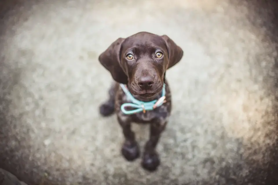 Dog waiting beside a bowl