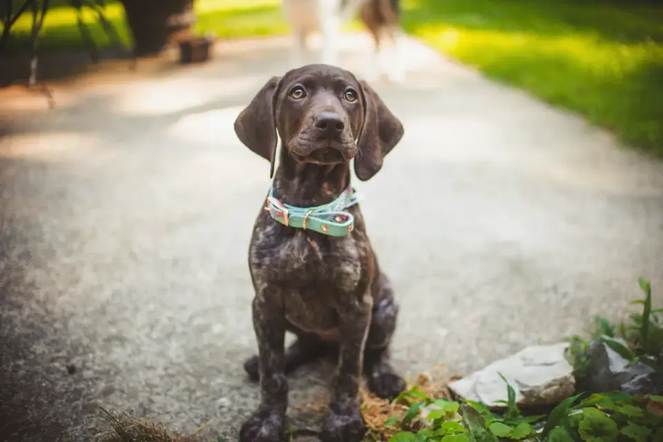 Dog waiting beside a bowl