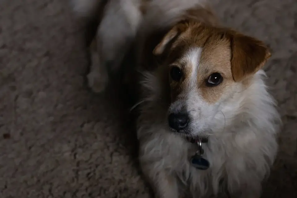 Dog waiting beside a bowl