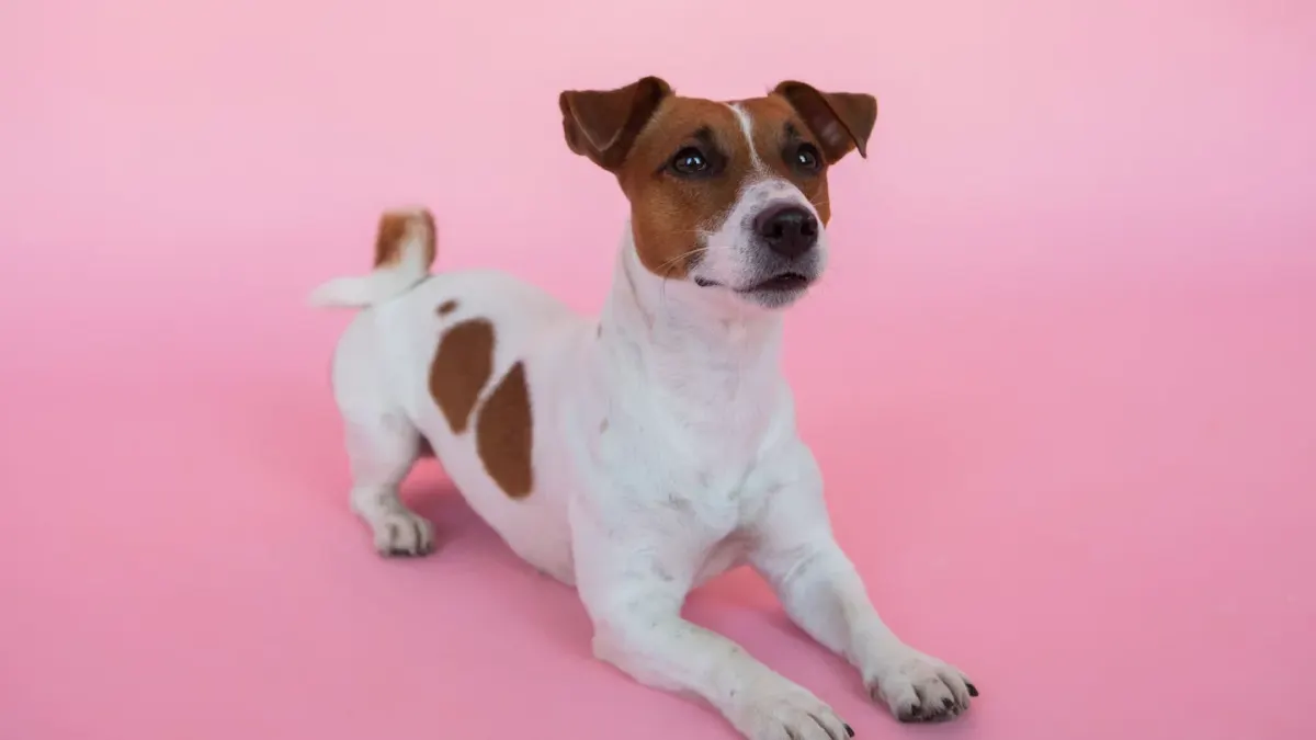 Dog waiting beside a bowl