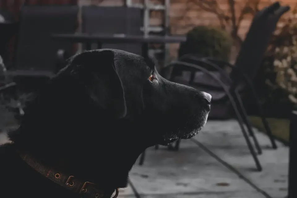 Dog waiting beside a bowl