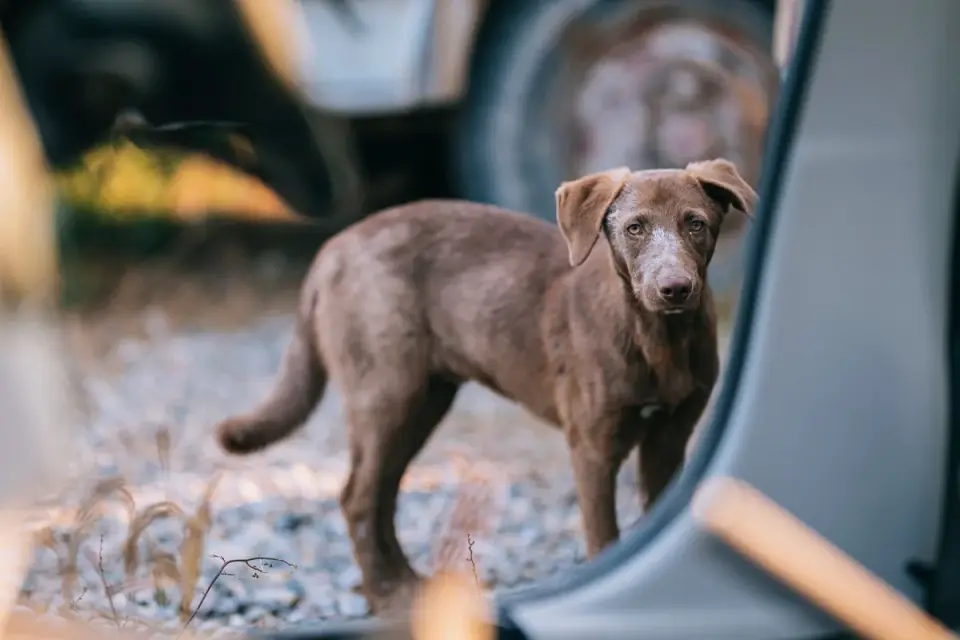 Dog waiting beside a bowl