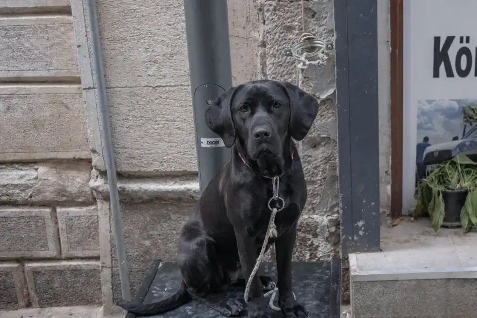 Dog waiting beside a bowl