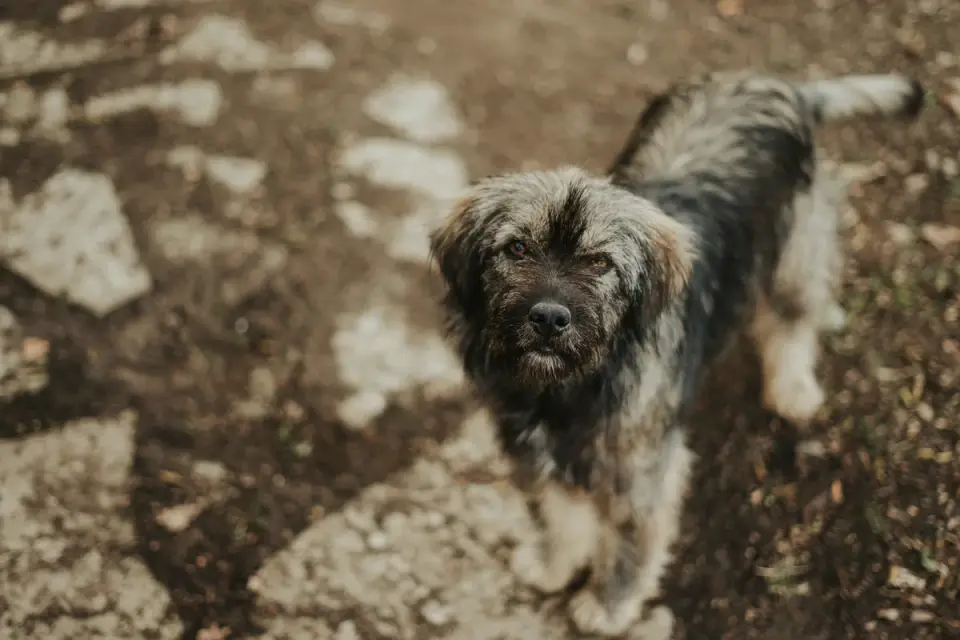 Dog waiting beside a bowl
