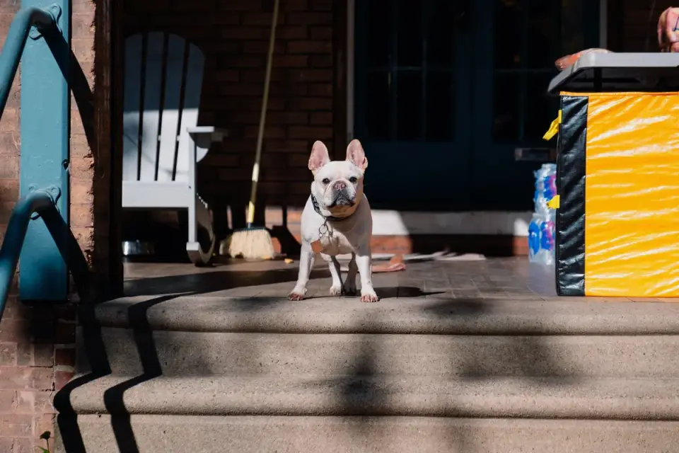 Dog waiting beside a bowl