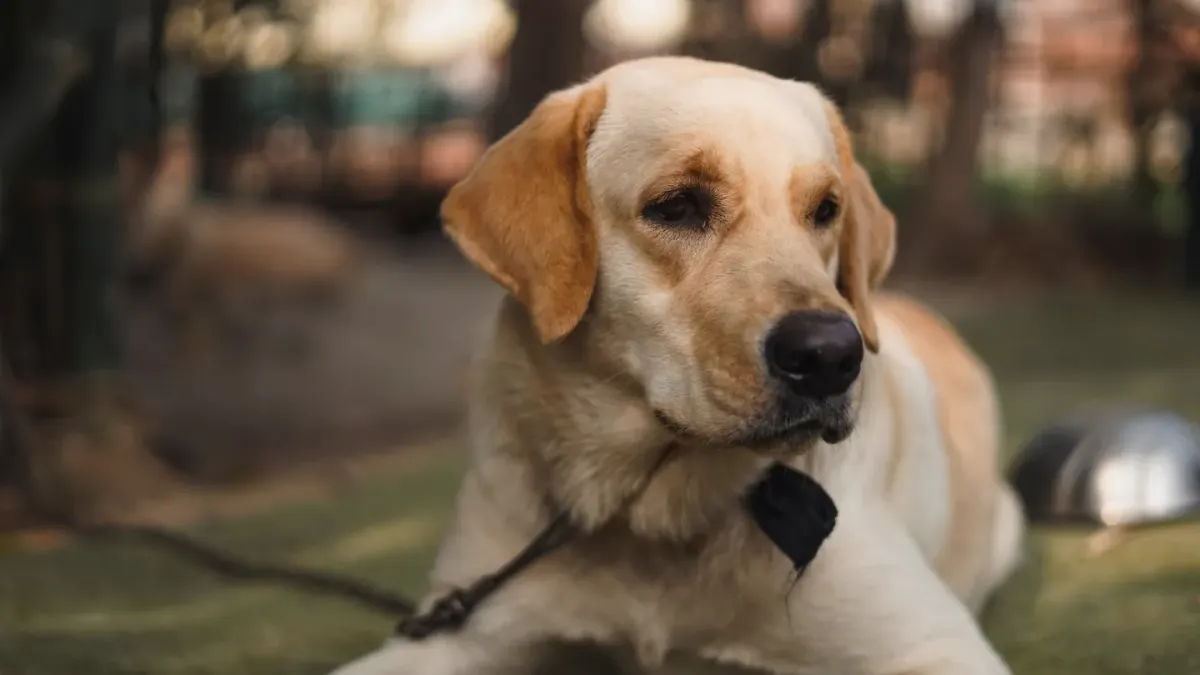 Dog waiting beside a bowl