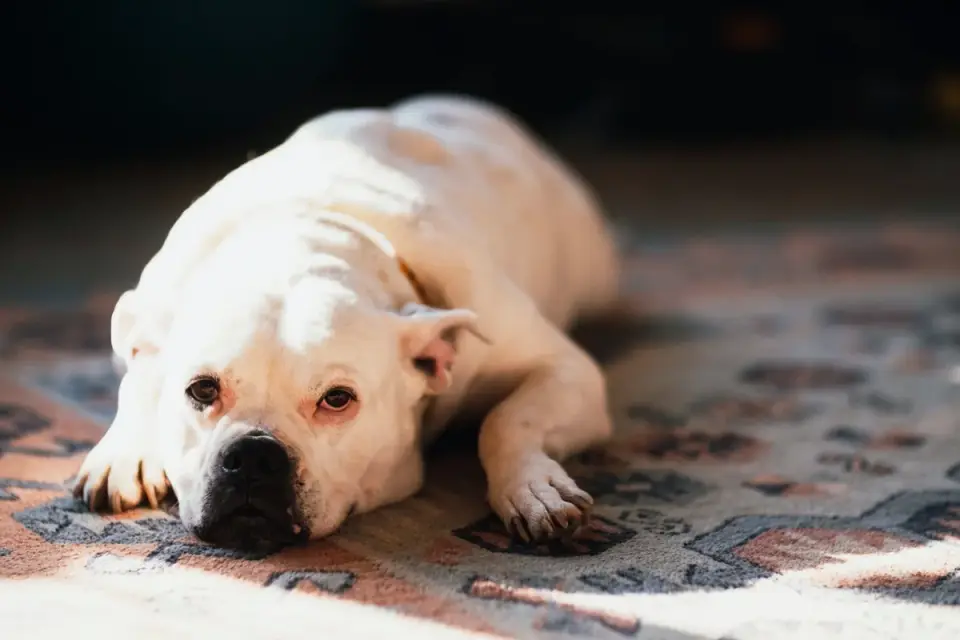 Dog waiting beside a bowl