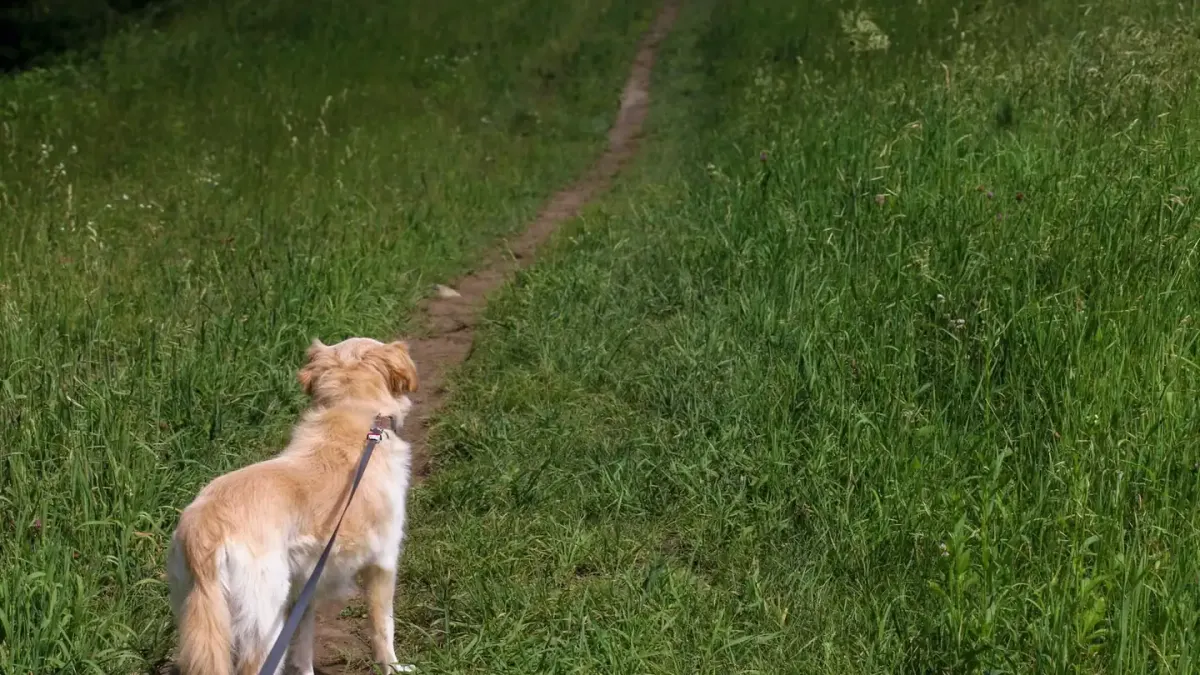 Dog walking with an owner
