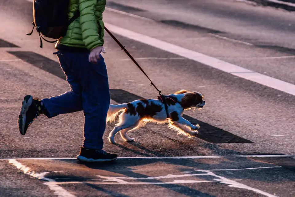 Dog walking with an owner