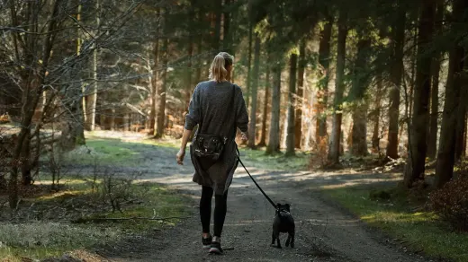 Dog walking with an owner