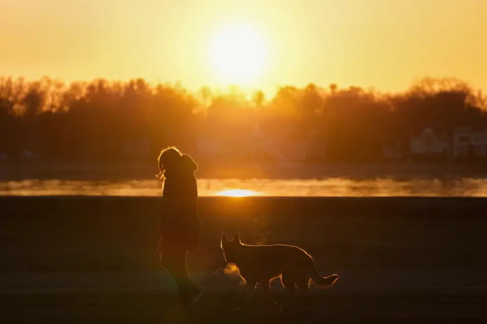 Dog walking with an owner