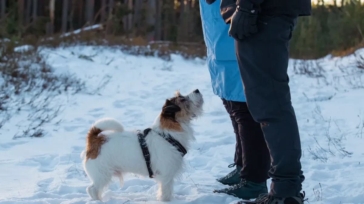 Dog walking with an owner