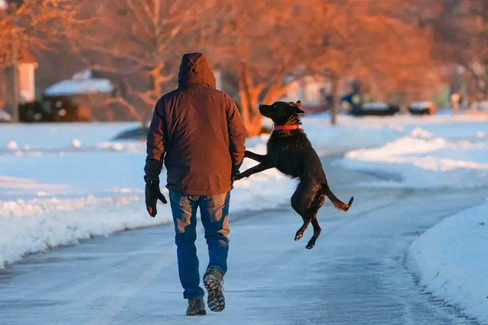 Dog walking with an owner