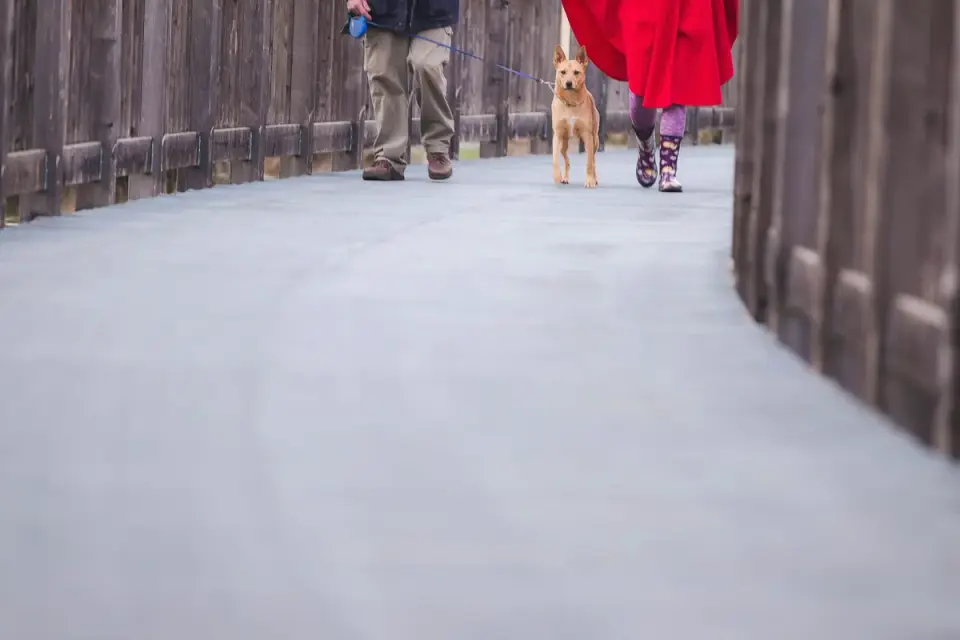 Dog walking with an owner