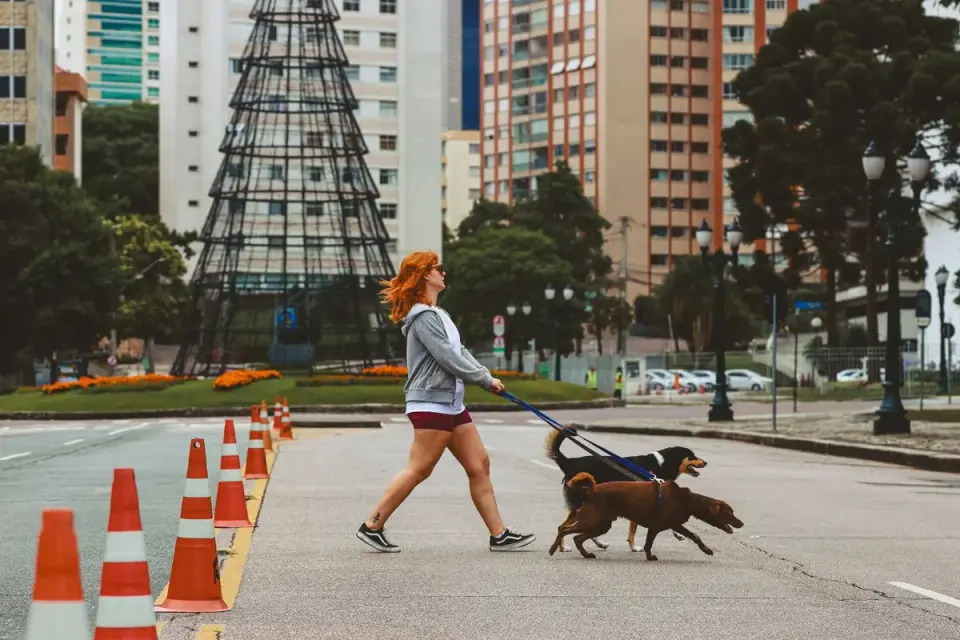 Dog walking with an owner
