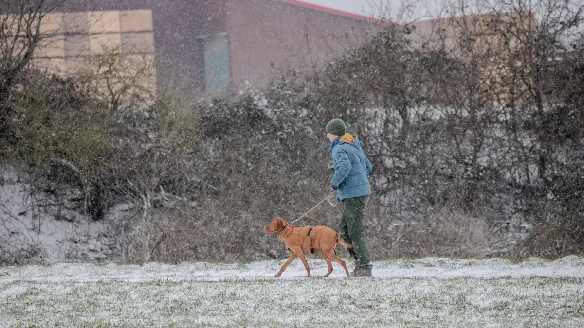 Dog walking with an owner