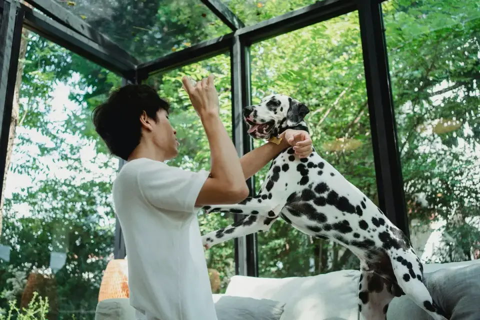 Dog with an owner at home